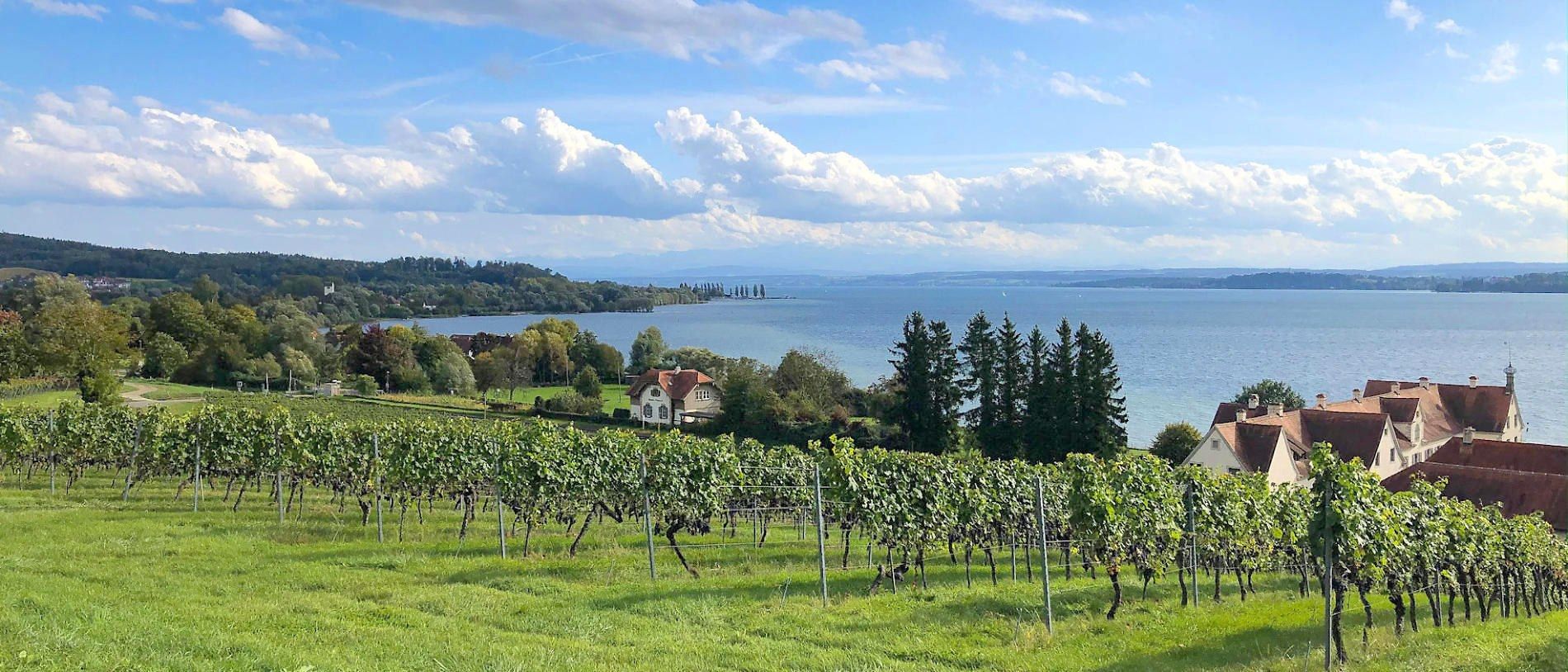 Weinberge am Bodensee