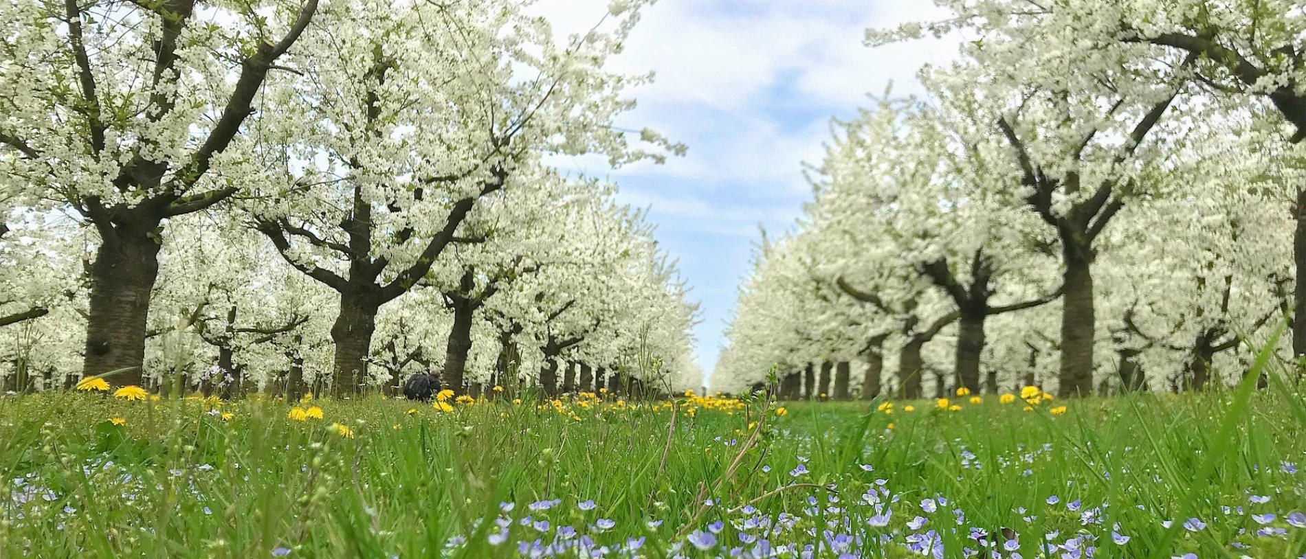Blühende Obstbäume im Frühling