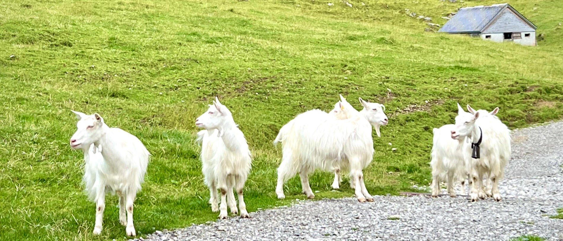 Weiße Ziegen auf der Alm am Säntis